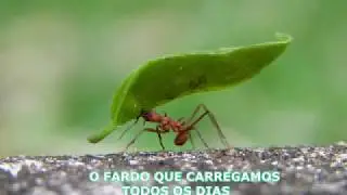 O FARDO QUE CARREGAMOS TODOS OS DIAS  ( UMA LINDA REFLEX&Atilde;O DE VIDA )