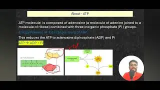 ATP - PCr system l Energy system | learn in short.