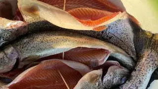 🎣Рыбалка на Ангаре 🎥 ВСЕМ СМОТРЕТЬ! Тестую новый обвес для съемки самых зрелищных кадров!