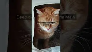 How to Manage Litter Box Cleaning with Multiple Cats: A Practical Guide