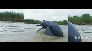 Susu a blind dolphin#sub