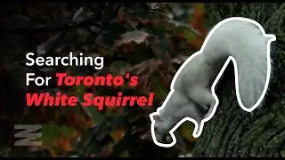 Searching For Toronto's White Squirrel In Trinity Bellwoods Park