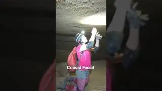 Crinoid Fossil