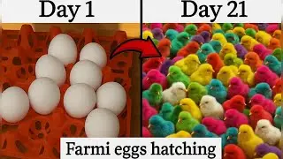Farmi eggs hatching | Colourfulchikes hatching Day 1 to Day 21