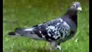 Pigeons Are Slightly Evil