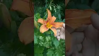 Orange day-lily (Hemeroc&aacute;llis fulva)