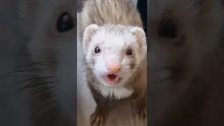 How I Got My Ferrets' Diet REALLY Wrong 😢