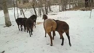 19 январи 2026 г 6 сар совлуки хисори бугузи фуруши 988279820 ватсап 901269820 номри дасти