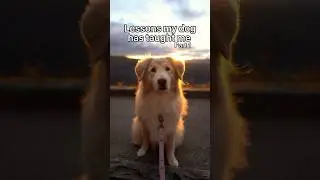 The best lessons come from our dogs ✨ #lifelessons #liveinthemoment #dogsarebetter