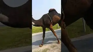 Beautiful Red Camel🐪 | Mian Muzammal pendu