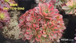 속초 정원다육 정원댁010.7370.2040