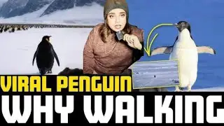 Why This Penguin Broke the Internet 🐧 | The Viral Penguin Everyone Is Talking About