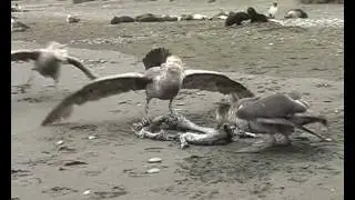 Giant petrels.
