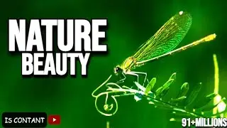 Where Silence Feels Heavy | Nature & Universe Scenes
