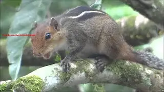 Squirrel chatter sounds | Squirrel Sounds & Squirrel Voice | Palm Squirrel Loud squirrel chirping