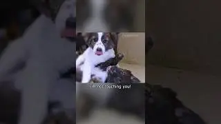 Cute puppy siblings 