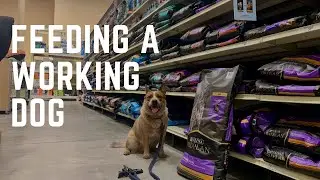 Feeding an Active Working Breed | Australian Cattle Dog Diet