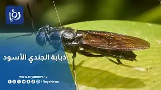 قصة نجاح شاب أردني مع ذباب الجندي الأسود