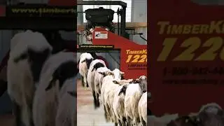 Farm Modern Robotic Machine Sheep Wool Shearing Farm Feeding Cleaning #withme #shearing