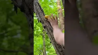 This Rope Trick Could Save Your Life #survival #bushcraft