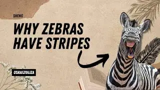 Why Do Zebras Have Stripes?