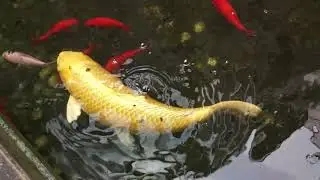 Koi fish at Kyoto Terrsa