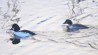 S&otilde;tkad Purtse j&otilde;el | Гоголи на реке Пуртсе
