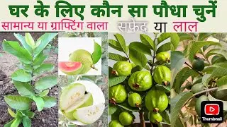 घर के लिए अमरूद का कोई भी पौधा बिना सोच विचार के तो नहीं खरीद लेते🤔/select carefully ☝🏻👍🏻