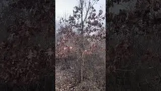 Was that a deer or the wind? #deer #bushcraft #nature #outdoors #bushcraft #hunting #bushcraftlife