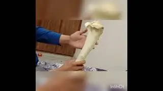 Tibia and fibular bone of horse Ox and dog