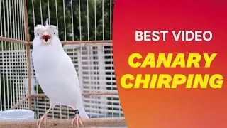 CANARY CHIRPING VIDEO