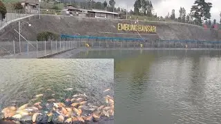 JENIS IKAN DI EMBUNG BANSARI 