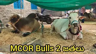 రెంటచింతల సీనియర్స్ విభాగానికి వచ్చిన గిత్తలు..MCOR Bulls మార్తల చంద్ర ఓబుల్ రెడ్డి గారి రెండు జతలు 