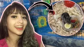 COMPREI O MEU PRIMEIRO HAMSTER!