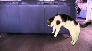 My cat is soo weird....