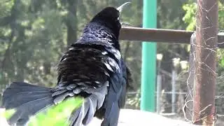 Zanate cantando  CDMX