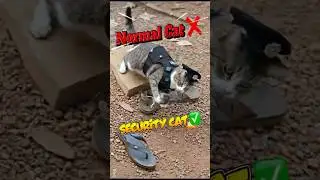 പൂച്ച സർ ❌ സെക്യൂരിറ്റി ഓഫീസർ (Anti  Rat🐁 Squad)#cat #catfun #cats