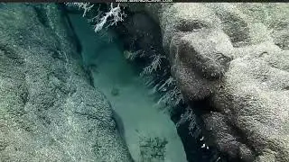 Coral Valley @ Swains Island