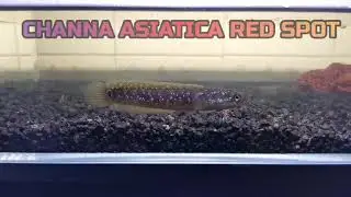 Channa Asiatica Red Spot