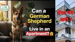 Can german shepherd live in apartment in india ? Can german shepherd live in apartment in hindi