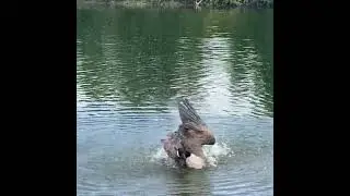 Hot summer fun - Canadian geese grooming and preening in water #funvideo #naturevideo