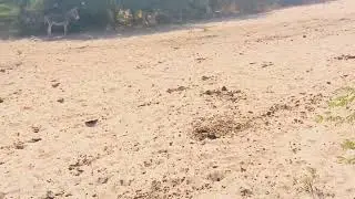 Donkey breading __ animal breading new video 