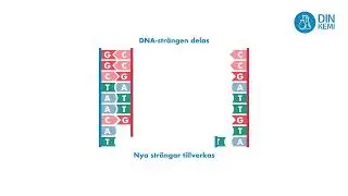 3.4.5 Kopiering av DNA - Din Kemi