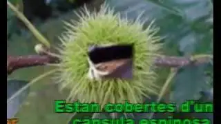 LA CASTANYERA ANIMADA