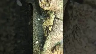 Pictus Catfish