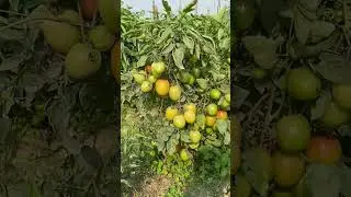 tamatar ki kheti #farming #coriander #comedyfilms #comedyfilms #funny #kishan #agriculture
