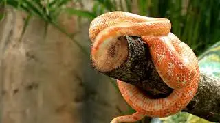 Snake, Viper, Serpent Video