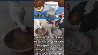 How to improve Chicken Digestion, Strengthen Bones and Eggshell | Calcium | Slaked Lime | Dr. ARSHAD