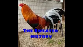 THE SWEATER GAMEFOWL HISTORY