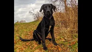 Borador 3 - 6 Month Growth // Dixie The Labradollie // Wanderlust Heart Media